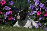 BOULEDOGUE FRANCAIS 852